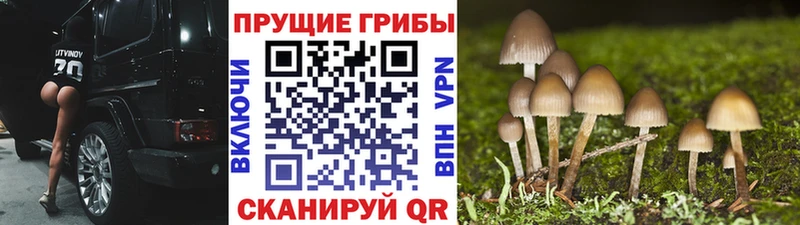 где купить наркоту  Свирск  Псилоцибиновые грибы GOLDEN TEACHER 